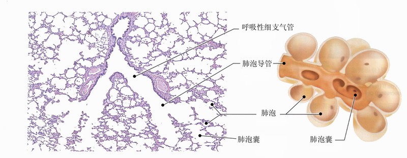 7-20肺的构造.jpg