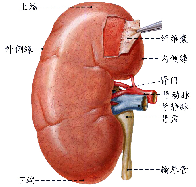 肾的形态.JPG