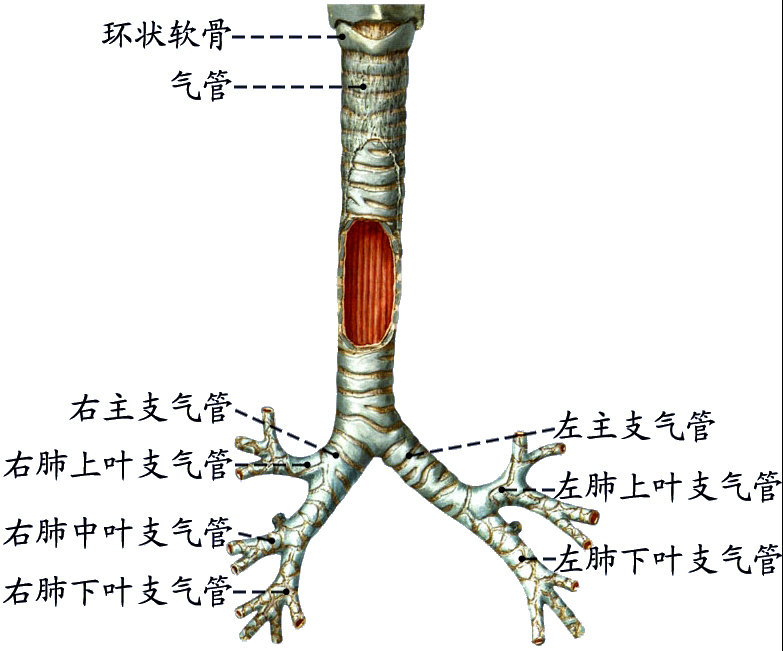 气管支气管.jpg