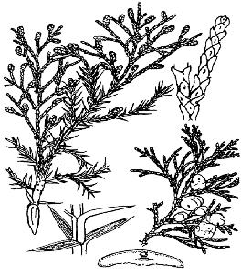 pagenumber_ebook=77,pagenumber_book=77