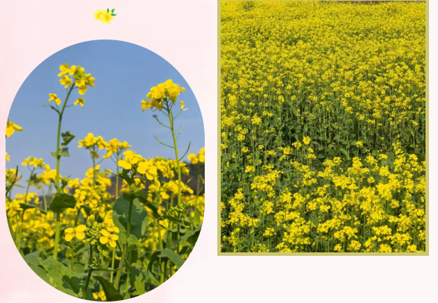 679019e18ce4074004f4564d68497304 679019e18ce4074004f4564d68497304png