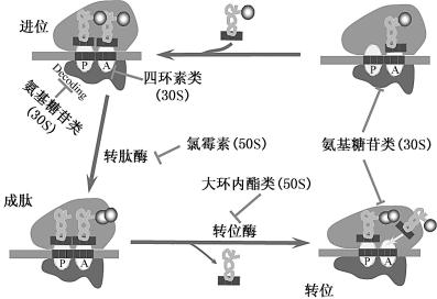 width=346,height=237,dpi=110