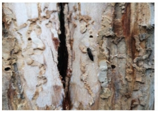 pagenumber_ebook=73,pagenumber_book=65