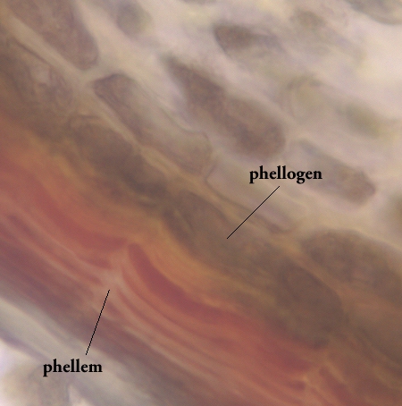 木栓层形成3.jpg