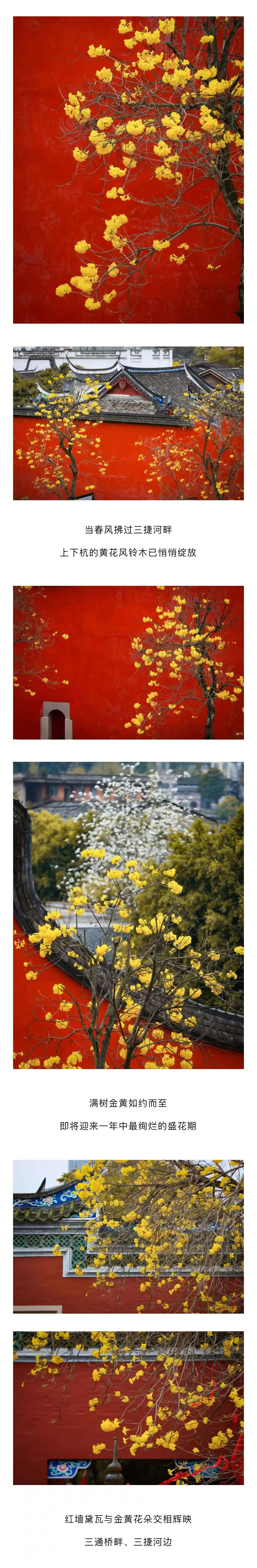 20260327【资讯】上下杭春日花事，邀您共赏金色浪漫2jpg