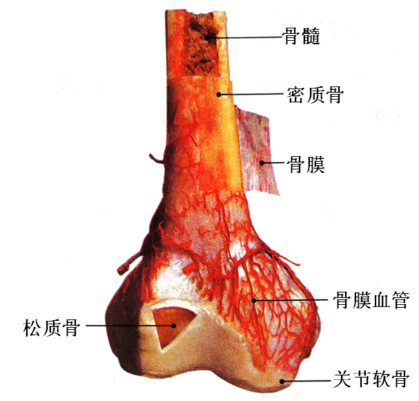 长骨的构造.png