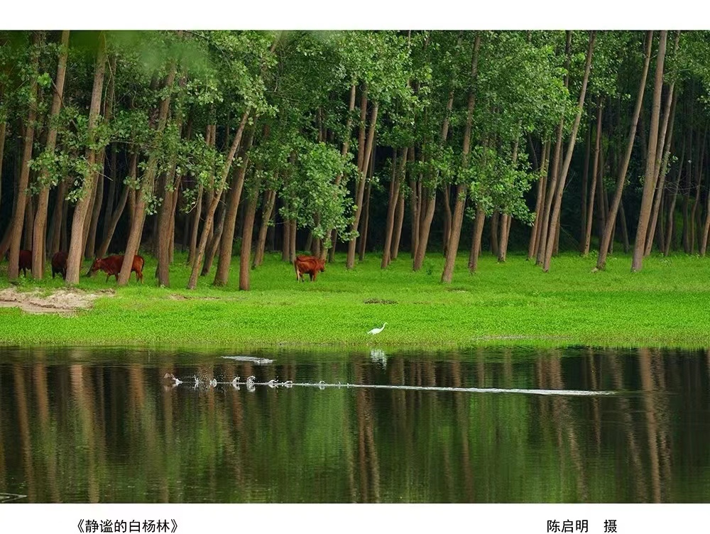 城固《静谧的白杨林》陈启明 摄.jpg?v=1746368391469