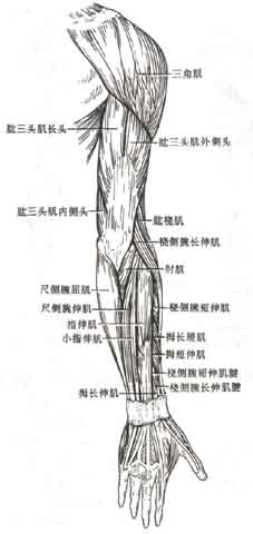 上肢肌.jpg