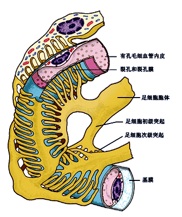 足细胞.jpg