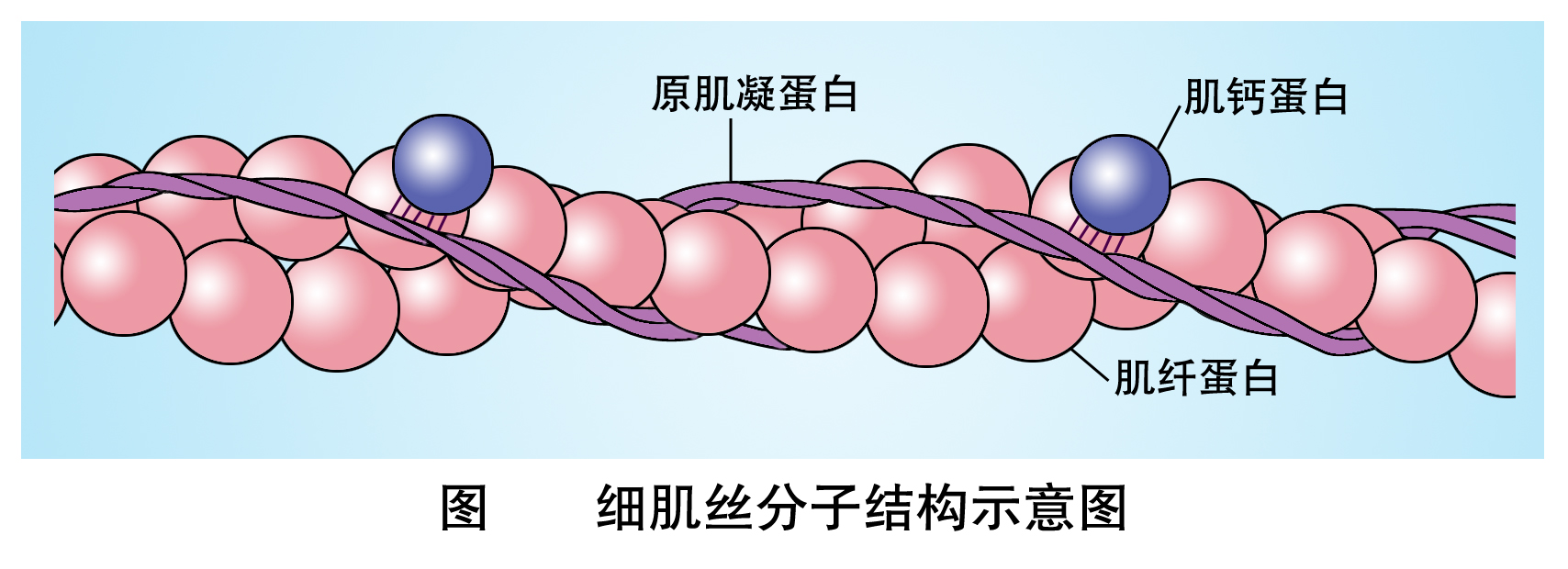 细肌丝的分子组成(1).jpg