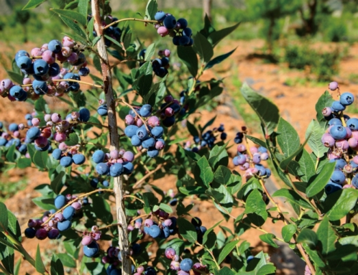 pagenumber_ebook=127,pagenumber_book=115