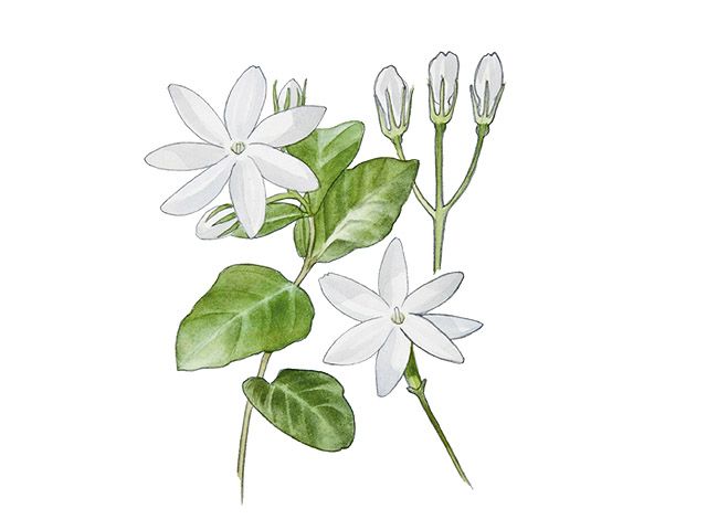 茉莉花15.jpg