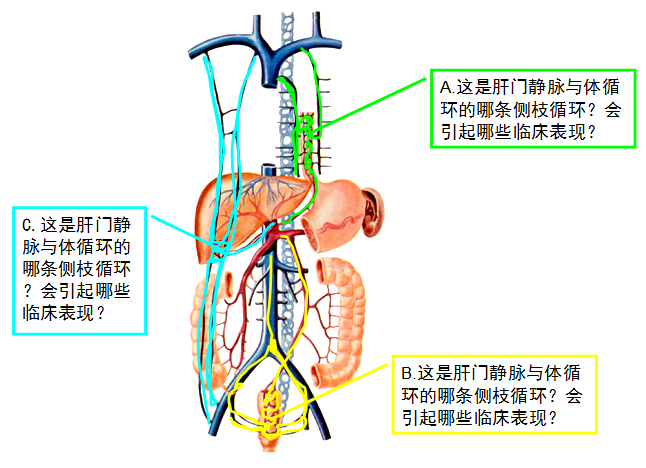 肝门静脉.png