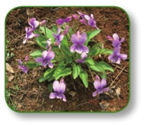 pagenumber_ebook=55,pagenumber_book=42