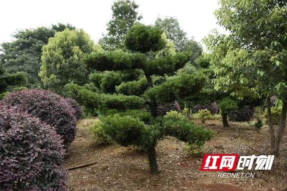 2 2.jpg?v=1765897826366