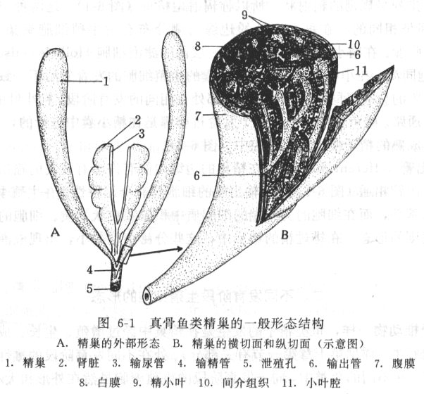 真骨鱼类精巢的一般形态结构示意图.jpg