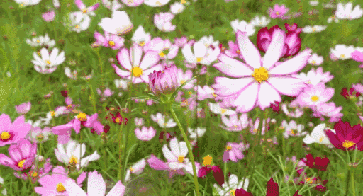 d9ec427c7edd896951af3a46268740cd d9ec427c7edd896951af3a46268740cd.jpg