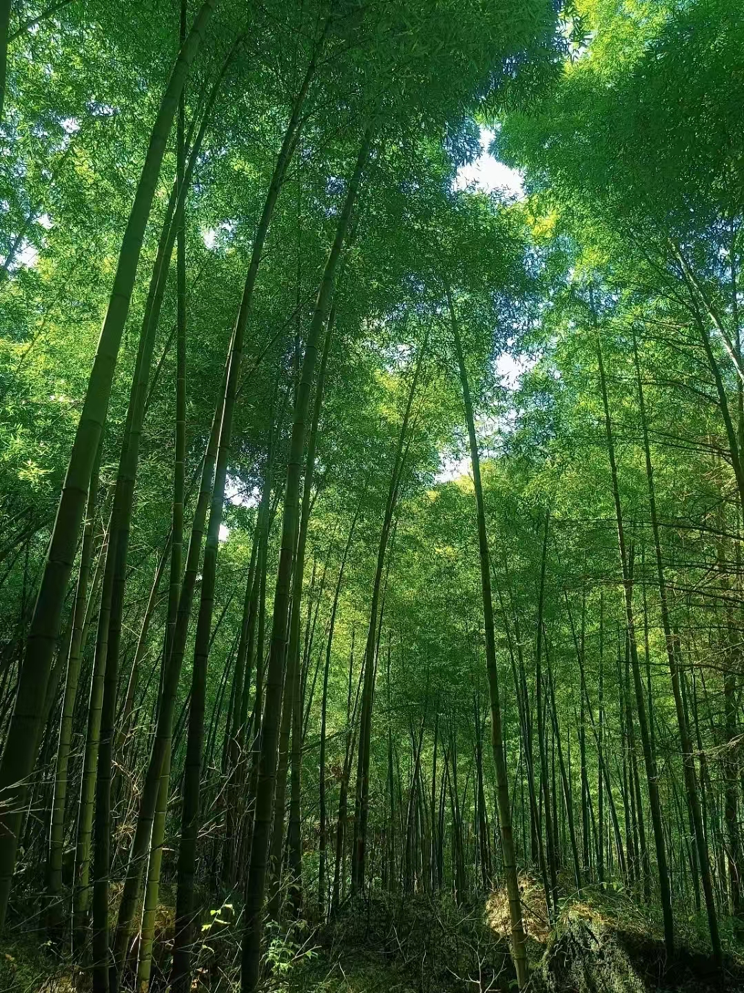 image11 image11.jpeg