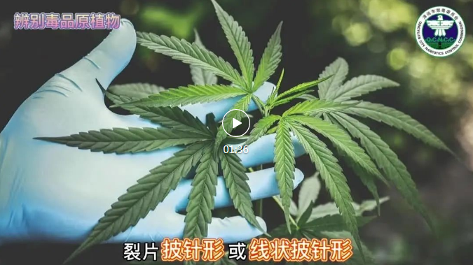 1651214503(1) 1651214503(1).png?v=1762308756717