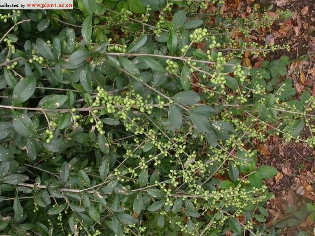 小叶女贞15.jpg