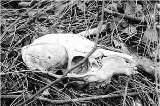 pagenumber_ebook=110,pagenumber_book=100