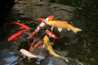 image image.png?v=1770186054859