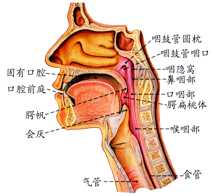 口咽.jpg