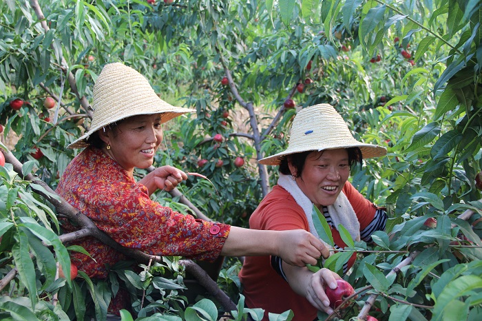 收获的喜悦,樊海燕 收获的喜悦,樊海燕.jpg