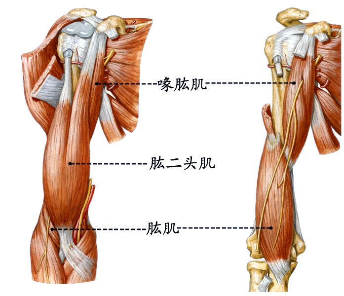 臂肌前.jpg