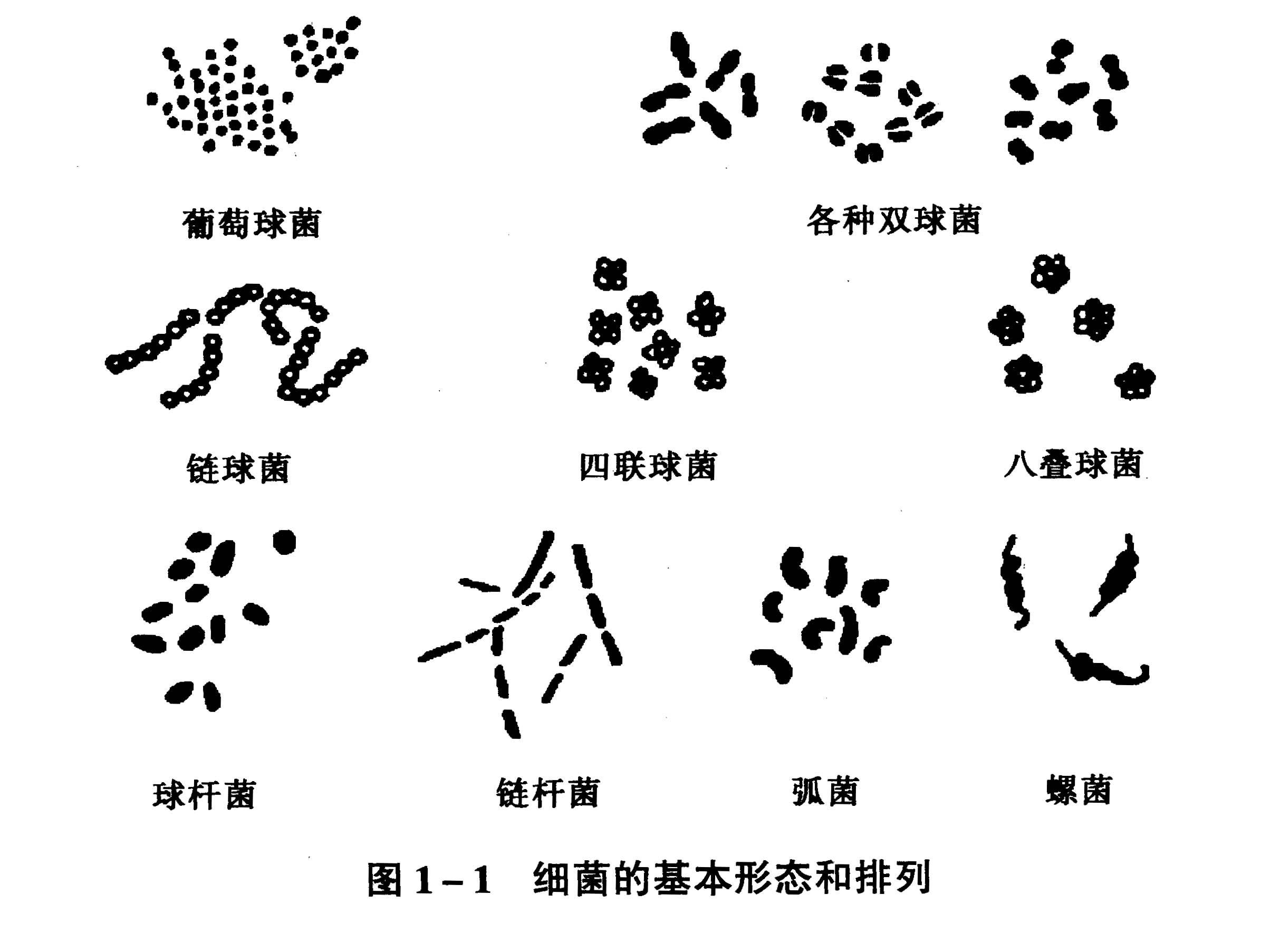 微生物学(生物技术专业)