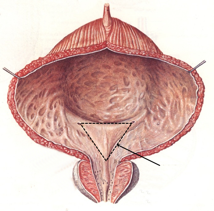 膀胱三角(区域名称).jpg