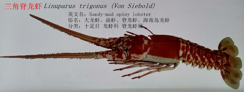 三角脊龙虾.jpg