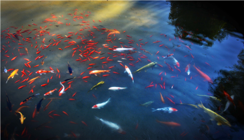 aa03--DSC_4609--金魚戏水，活跃有趣。.jpg