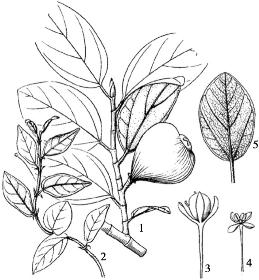 pagenumber_ebook=184,pagenumber_book=184