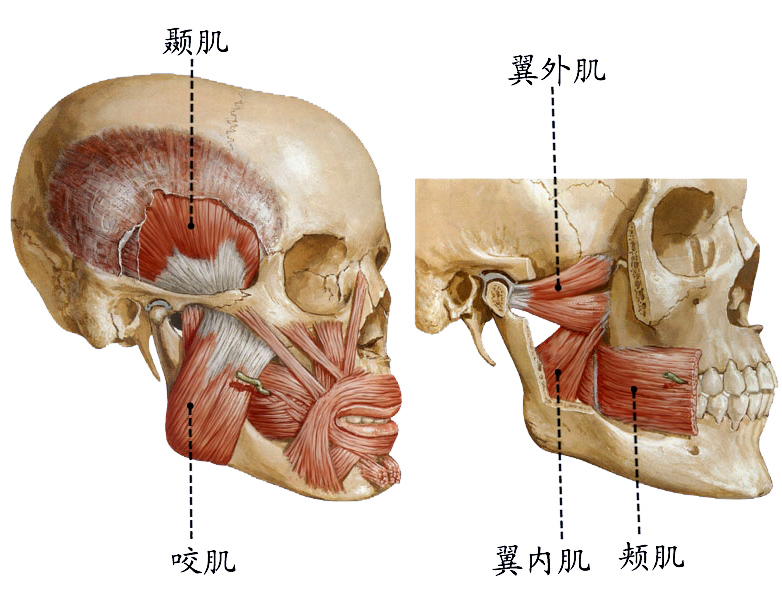 咀嚼肌.jpg