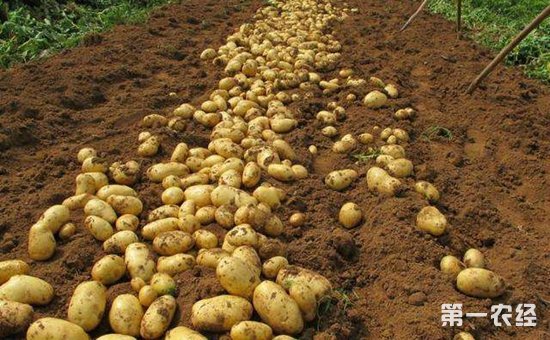 1876-1G10215360X34 1876-1G10215360X34.jpg