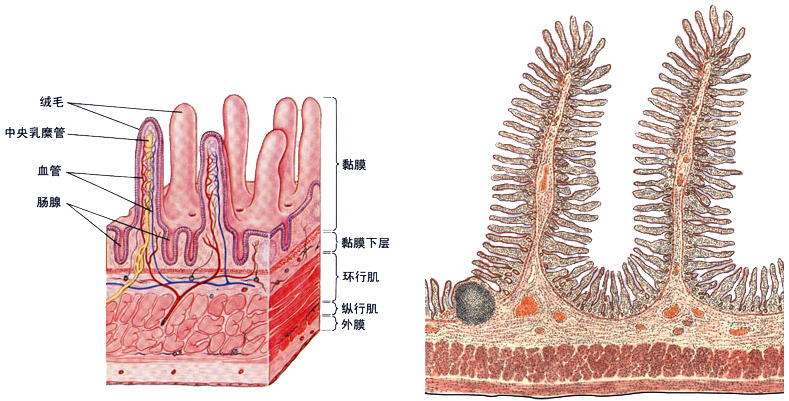 小肠绒毛.jpg