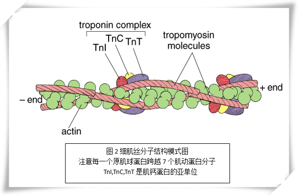 细肌丝的分子结构:细肌丝长约1μm,直径5nm,细肌丝由肌动蛋白(actin)