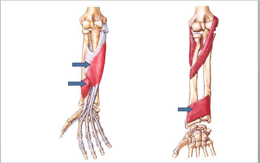 8.19 前臂肌前群2.png