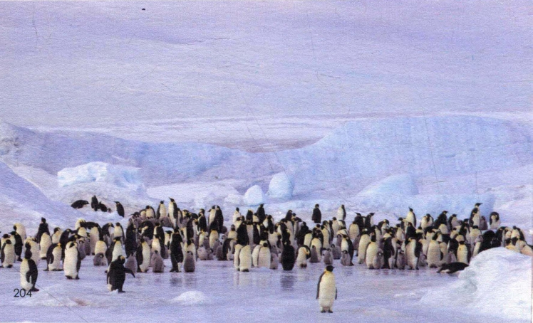 pagenumber_ebook=213,pagenumber_book=204