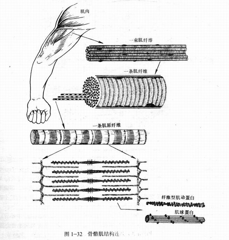 骨骼肌的结构模式图1.jpg