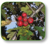 pagenumber_ebook=148,pagenumber_book=135