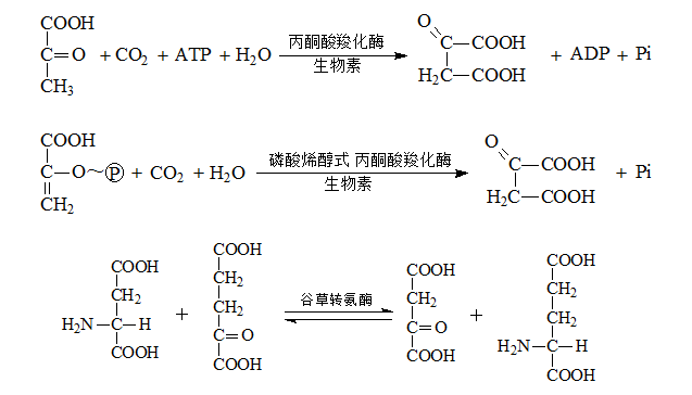 adp可解除atp的抑制作用别构激活相关酶的活性.