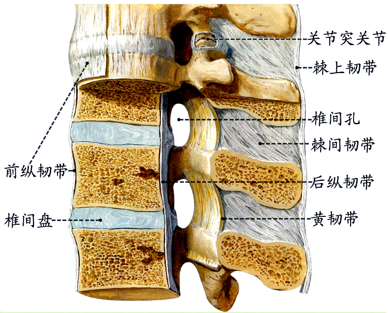 椎骨连结.jpg