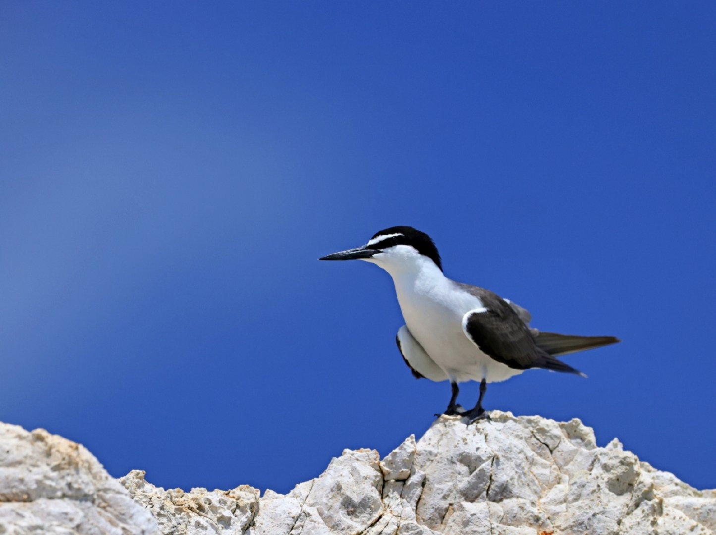 007dll2Jly4h6owdgt4goj31450u0ad5