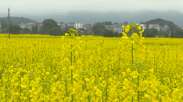 微信图片_20200710233315 微信图片_20200710233315.gif