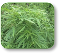 pagenumber_ebook=86,pagenumber_book=73