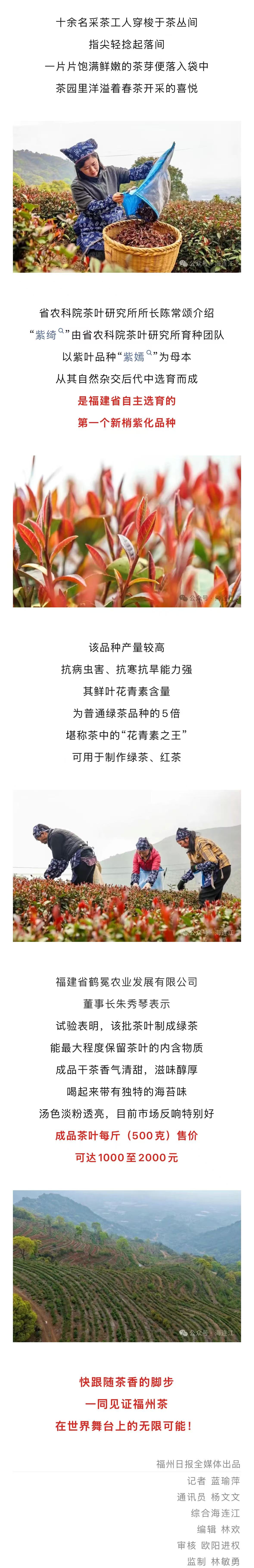 20260330【资讯】福州茶“出圈”！福建首款紫茶开采，茉莉花茶亮相国际展台2jpg