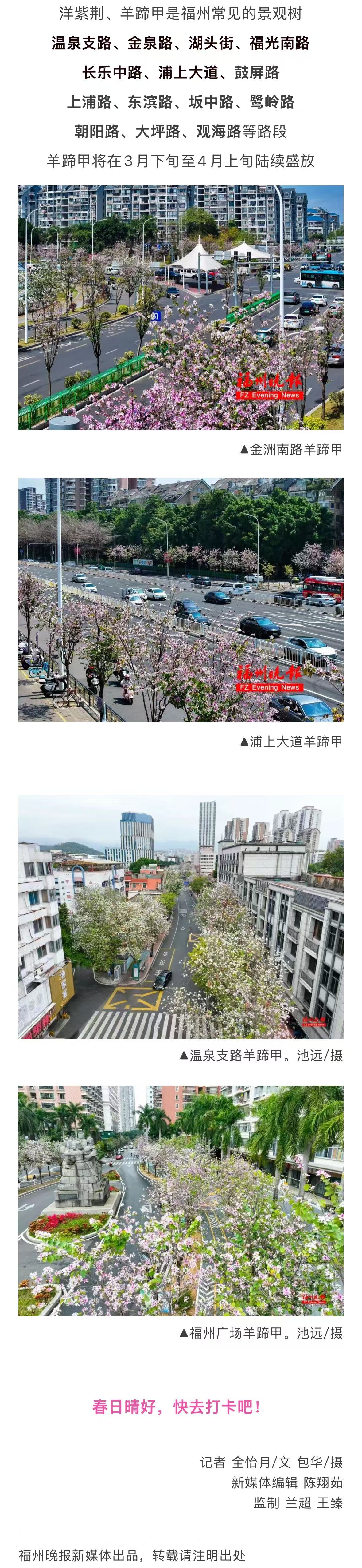 20260330【资讯】大片来了！福州工业路羊蹄甲，火了！3jpg