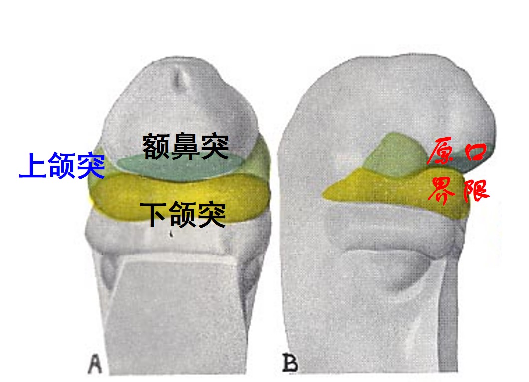 1.2-2 胚胎24天原口界限.jpg